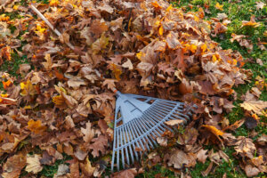leaves for disposal